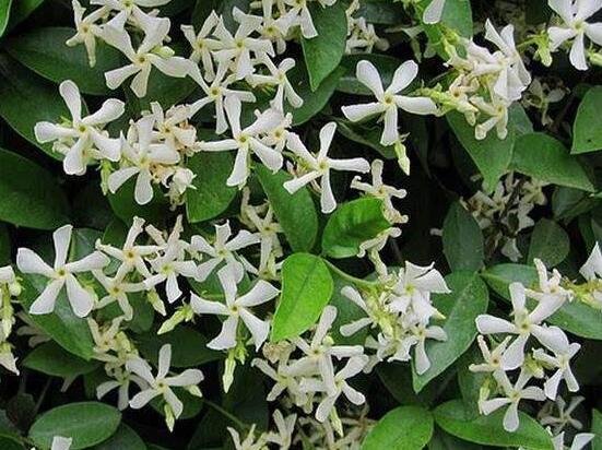茉莉花烂根了怎么办,换土换盆洗净重新种植