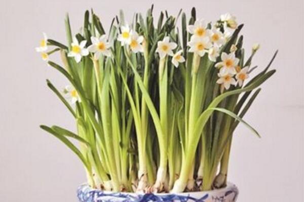 水仙花夏天怎么养,夏季休眠光照温度适宜