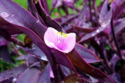 吊兰有哪些品种，观赏价值最高的吊兰是紫吊兰