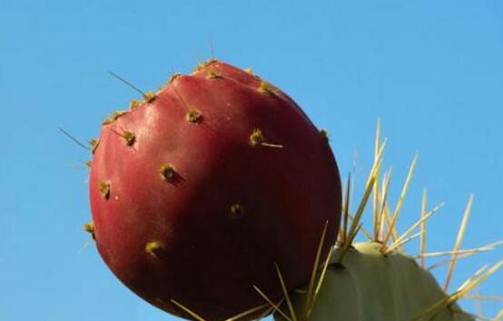 仙人掌的果实能吃吗，不仅能吃果实还能美容养颜
