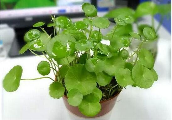 铜钱草怎么浇水,最适水温22-28度