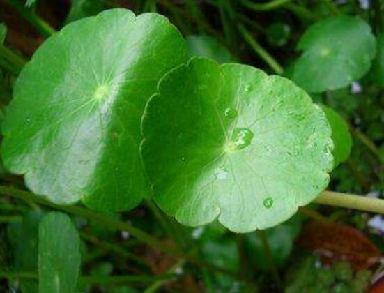 铜钱草怎么浇水,最适水温22-28度