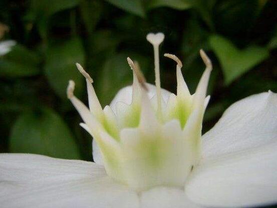 南美水仙的养殖方法,七大步骤帮你养的青翠欲滴