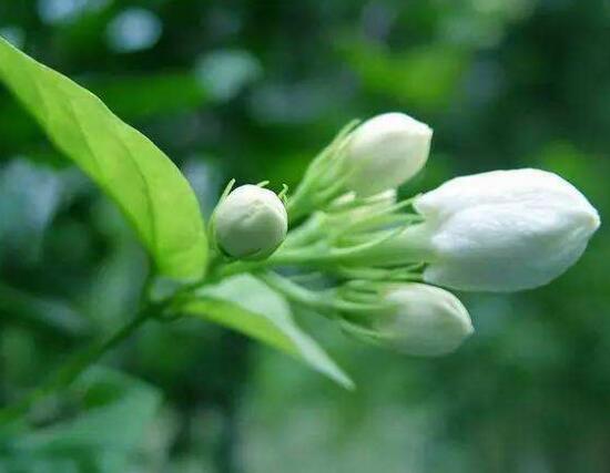 茉莉不开花是什么原因，注意这六点让你的茉莉花爆盆