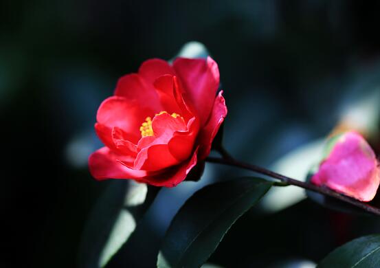 室内山茶花的养殖方法，山茶花对土壤的选择很重要