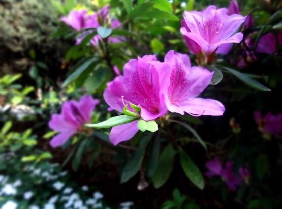 杜鹃花的风水作用,杜鹃花在风水上具有化煞作用
