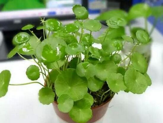 铜钱草和镜面草的区别,外观/生长环境/价值三种区别方法