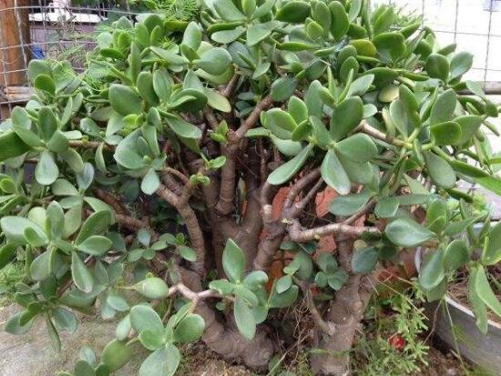 玉树怎么换盆,三个简单步骤让你轻松学会