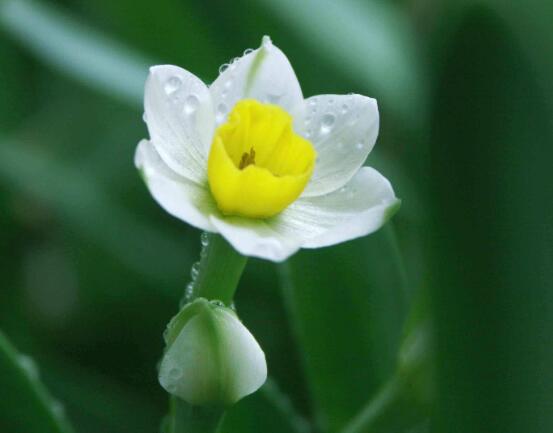 水仙花什么季节开花，水仙花花期在冬季开放