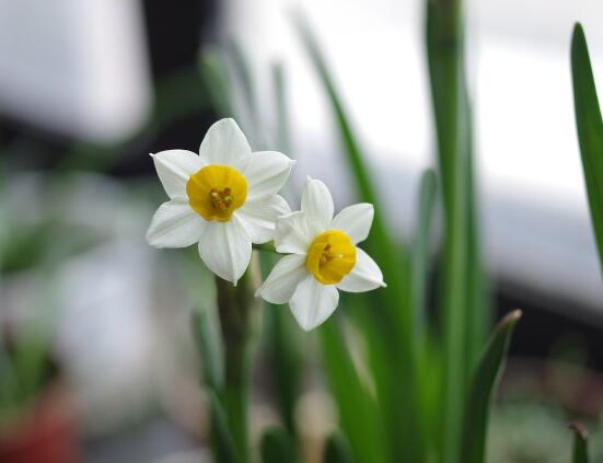 水仙花什么季节开花，水仙花花期在冬季开放