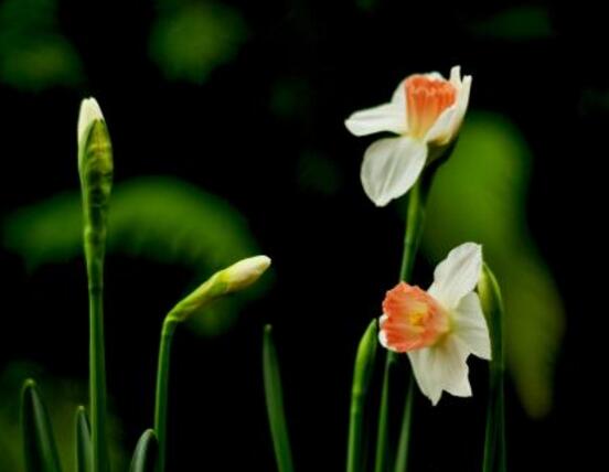 水仙花什么季节开花，水仙花花期在冬季开放