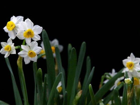 水仙花什么季节开花，水仙花花期在冬季开放