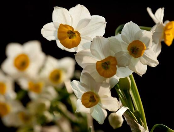 水仙花什么季节开花，水仙花花期在冬季开放