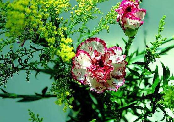 康乃馨鲜花怎么保鲜,七个基本方法方可百日鲜