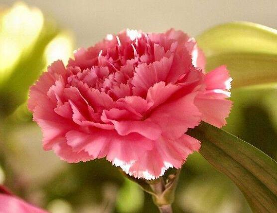康乃馨鲜花怎么保鲜,七个基本方法方可百日鲜
