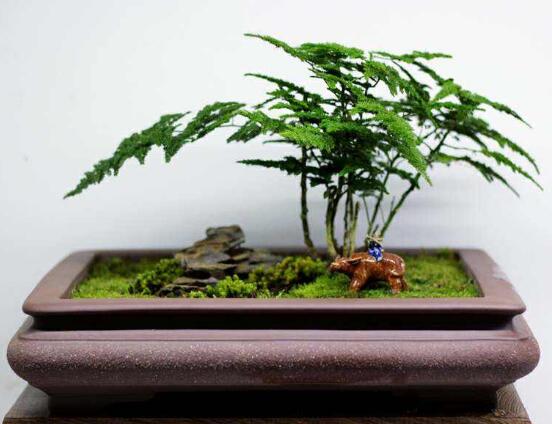 矮文竹怎样养才能矮壮,五个小技巧使文竹一直低矮