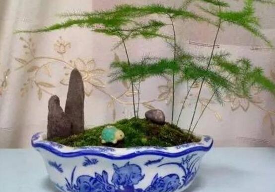 矮文竹怎样养才能矮壮,五个小技巧使文竹一直低矮