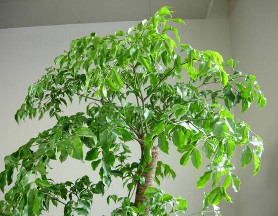 幸福树摆放在哪里更好,卧室/书房/阳台这三个地方是最佳选择