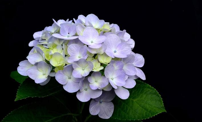 绣球花的花期是什么时候,这些方法能让花期更长(花期6-8月)