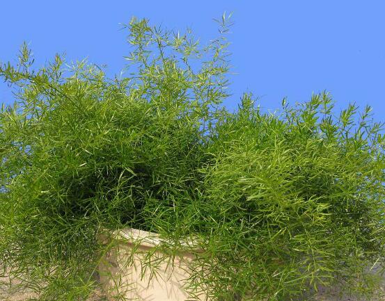 文竹和武竹的区别,总结最实用的三种区别方法(形态/习性/药用)