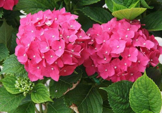 绣球花夏季怎么养,六个方法教你安然度夏