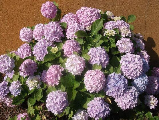 绣球花夏季怎么养,六个方法教你安然度夏