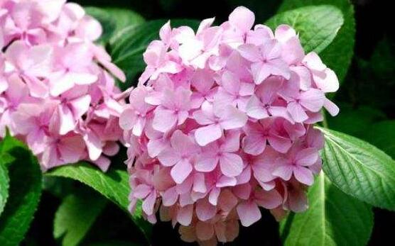 绣球花夏季怎么养,六个方法教你安然度夏