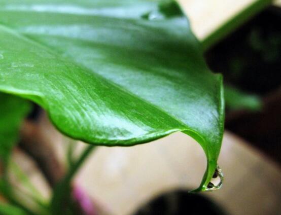 滴水观音的日常养护,做好六个要点生长更茂盛
