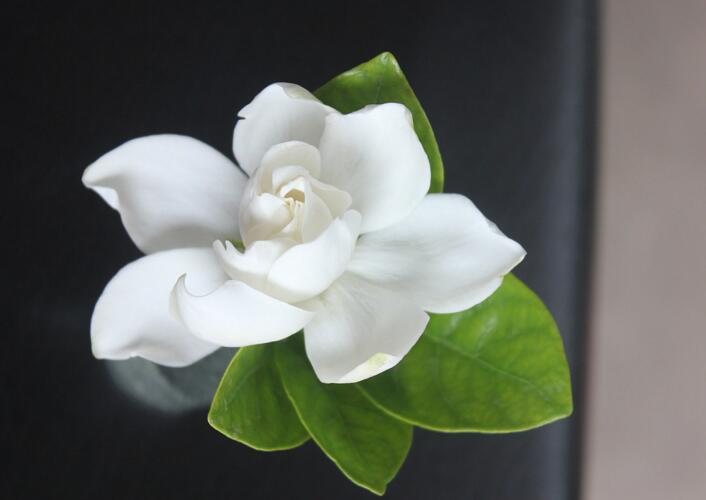 栀子花什么时候扦插,4月扦插最好不过了