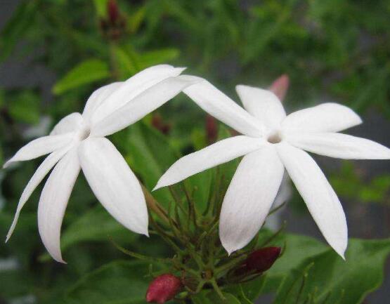毛茉莉和茉莉花的区别,教你三种区别方法(习性/叶子/花序)