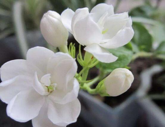 毛茉莉和茉莉花的区别,教你三种区别方法(习性/叶子/花序)