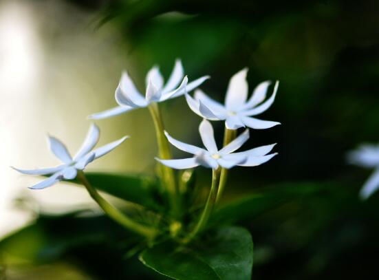 毛茉莉和茉莉花的区别,教你三种区别方法(习性/叶子/花序)