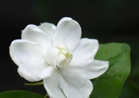 毛茉莉和茉莉花的区别,教你三种区别方法(习性/叶子/花序)