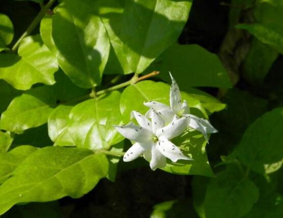 毛茉莉和茉莉花的区别,教你三种区别方法(习性/叶子/花序)