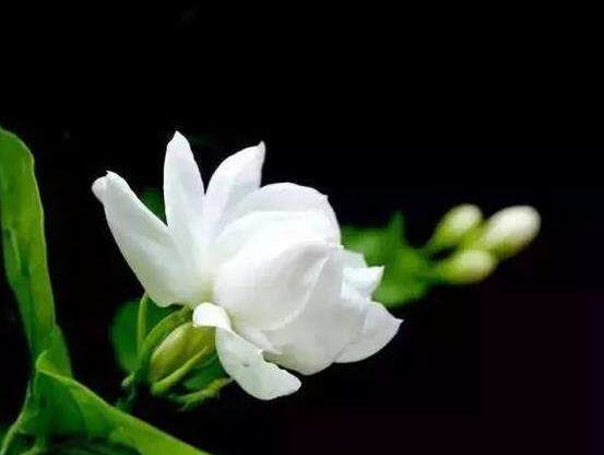 毛茉莉和茉莉花的区别,教你三种区别方法(习性/叶子/花序)