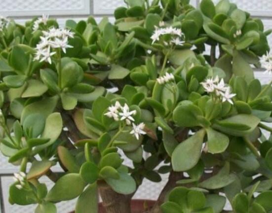 玉树花盆景图片大全,每个盆景都玉树临风、多姿多彩