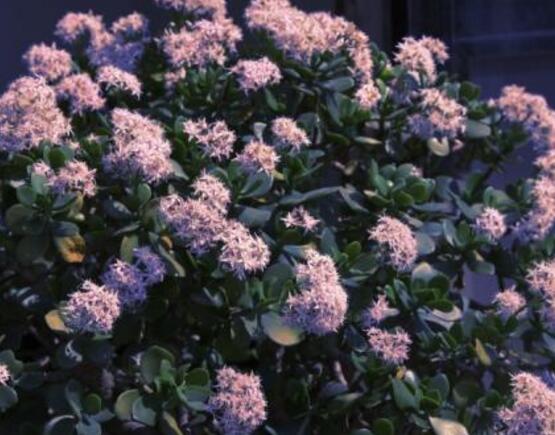 玉树花盆景图片大全,每个盆景都玉树临风、多姿多彩