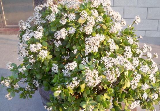 玉树花盆景图片大全,每个盆景都玉树临风、多姿多彩