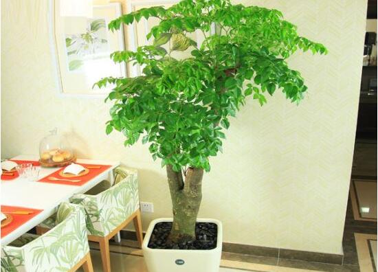 幸福树的功效与作用,可净化空气、化煞生旺