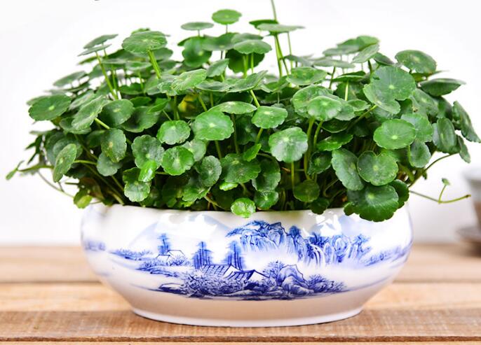 铜钱草怎么剪枝水培,剪成一根勤换水