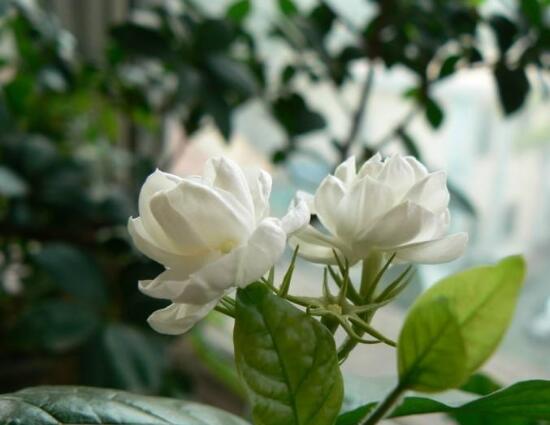 虎头茉莉怎么修剪,三个简单方法便可美观
