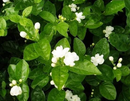 虎头茉莉怎么修剪,三个简单方法便可美观
