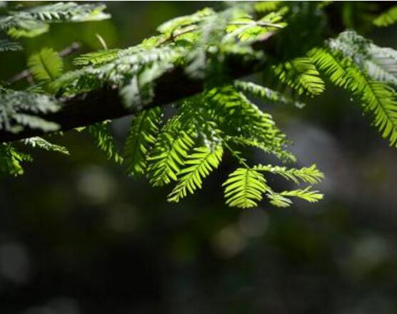 水杉与红豆杉的区别,教你三种区别方法(叶子/果子/习性)