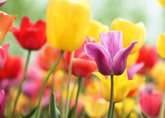 郁金香什么时候开花，每年3-5月开花