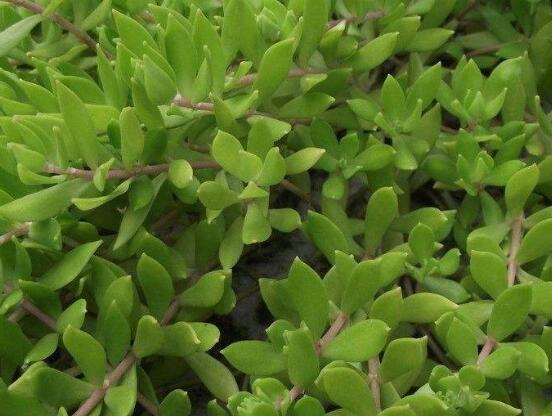 关于玉树开花的迷信说法,(玉树开花人离世)是假的