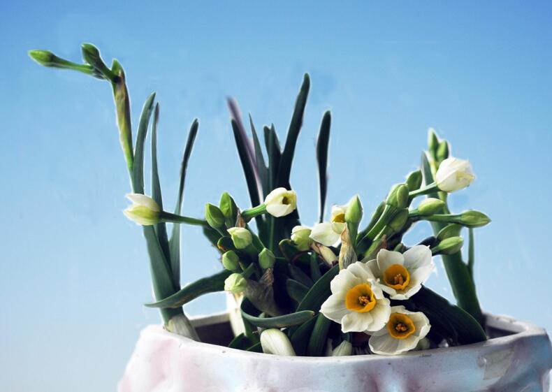 水仙花能养在家里吗,可以养但是最好不要放在卧室养