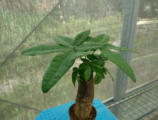 发财树发芽多久可以切掉,发芽半个月后可切掉