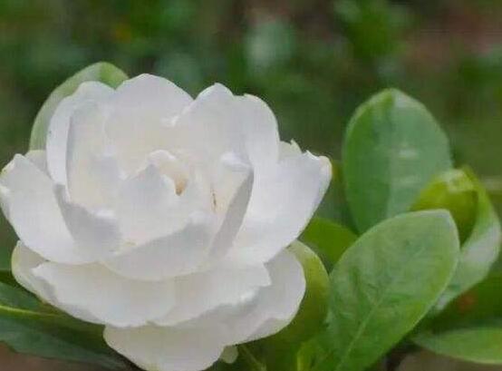 栀子花花期是什么时候,从每年四月一直开到八月