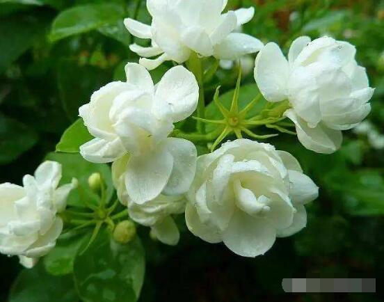 栀子花和茉莉的区别,教你三种简单区别方法(花期/花叶/果实)