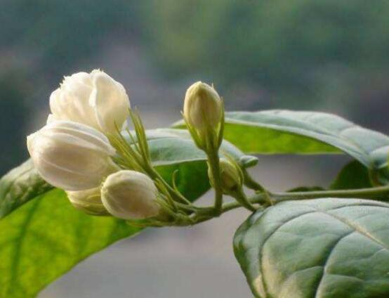栀子花和茉莉的区别,教你三种简单区别方法(花期/花叶/果实)